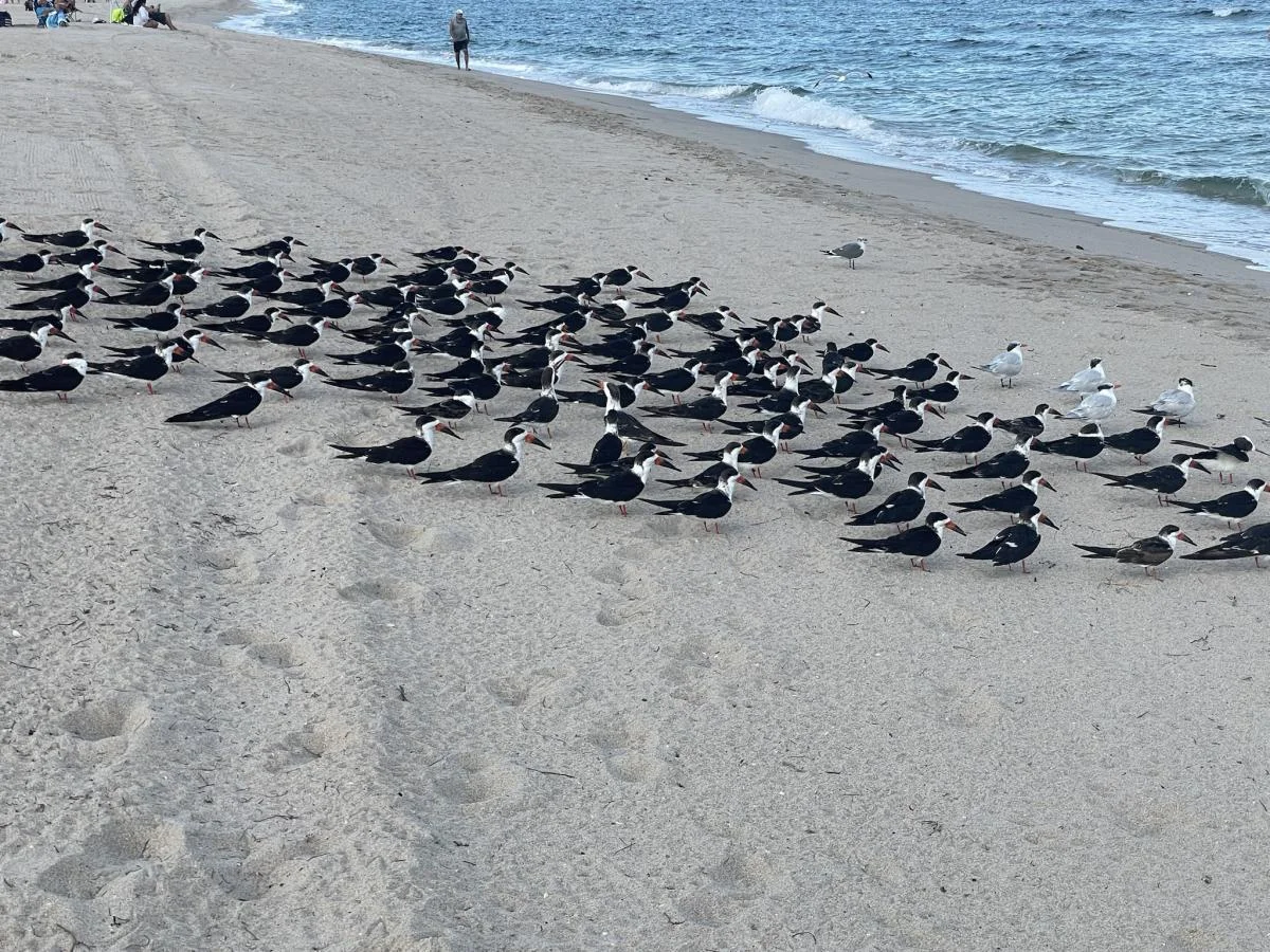 South Florida’s Iconic Beaches: A Journey Through Sand and Time
